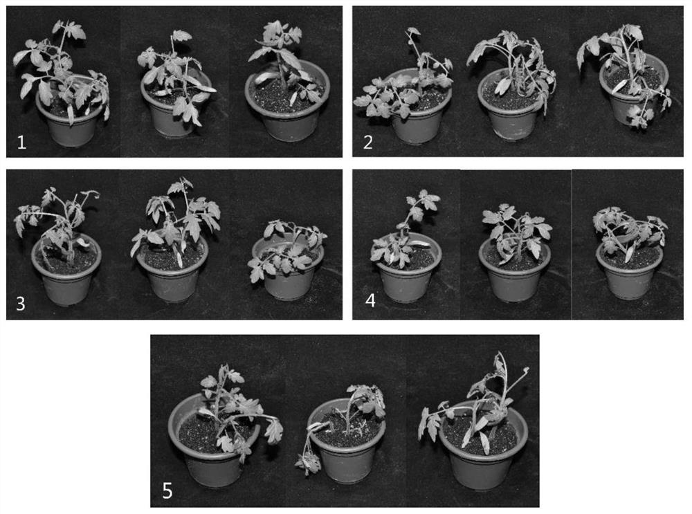 Trichoderma brassinolide wettable powder and its preparation method and application