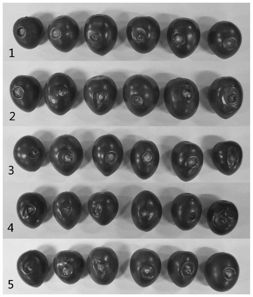 Trichoderma brassinolide wettable powder and its preparation method and application