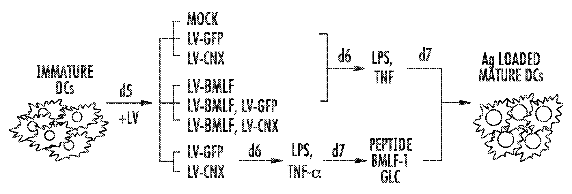 Modified Antigen Presenting Cells and Methods of Use