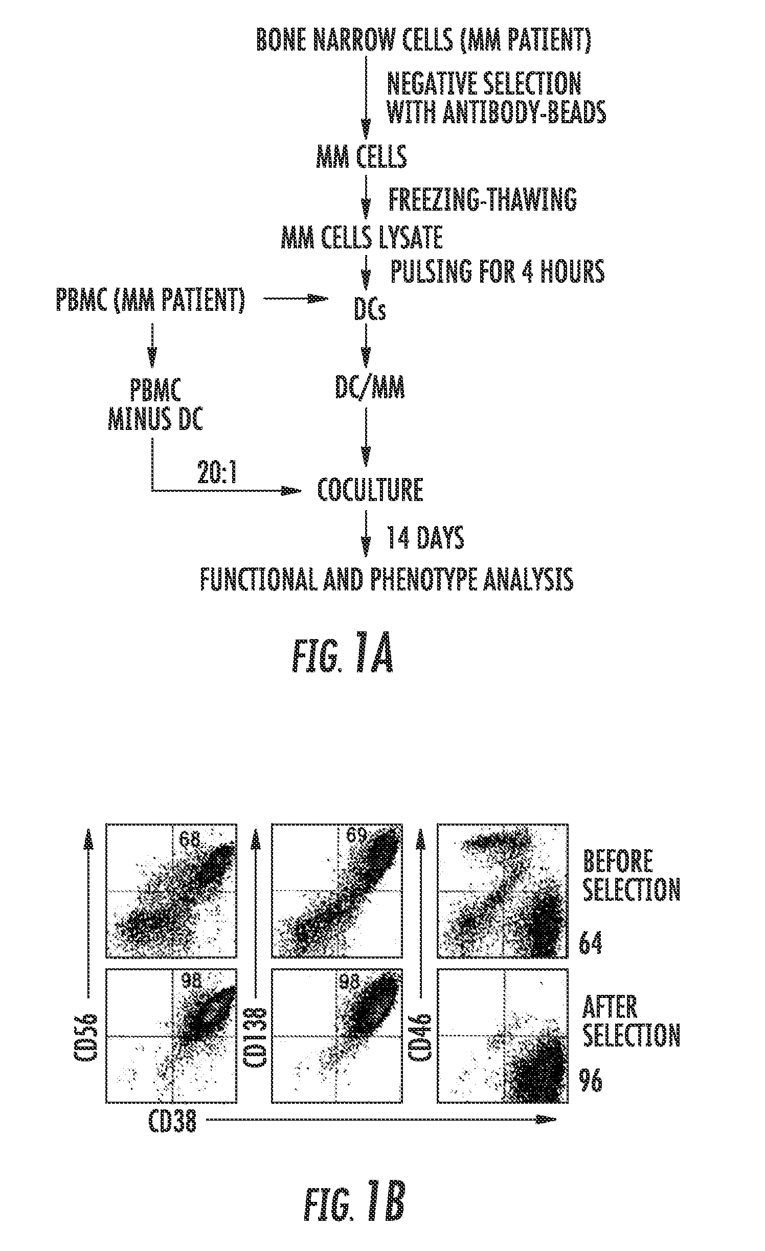 Modified Antigen Presenting Cells and Methods of Use