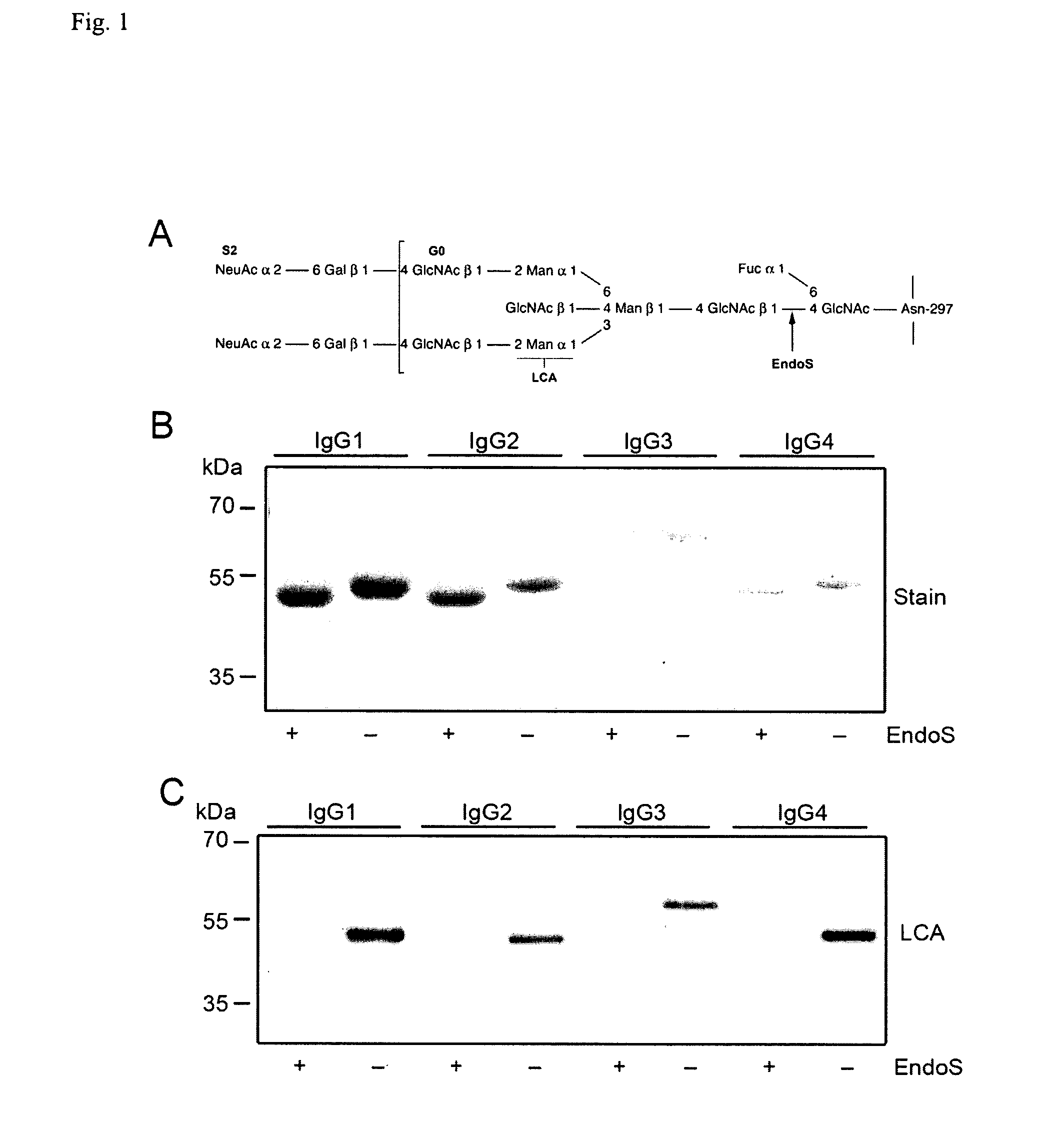 Methods and kits for dissociating fcgamma-receptor-igg complexes and for igg purification and detection
