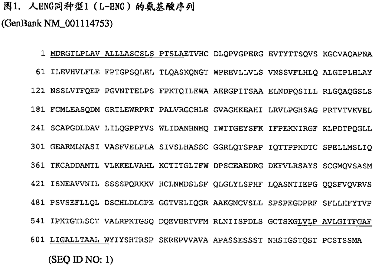 Endoglin polypeptides and uses thereof