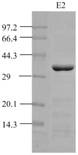 Hybridoma cell strain, getah virus distinguishing monoclonal antibody secreted from hybridoma cell strain, and application