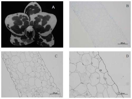 Optimized manufacturing method of paraffin sections of different flower tissues of phalaenopsis amabilis
