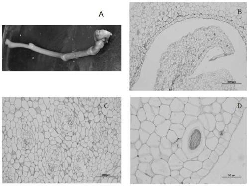 Optimized manufacturing method of paraffin sections of different flower tissues of phalaenopsis amabilis