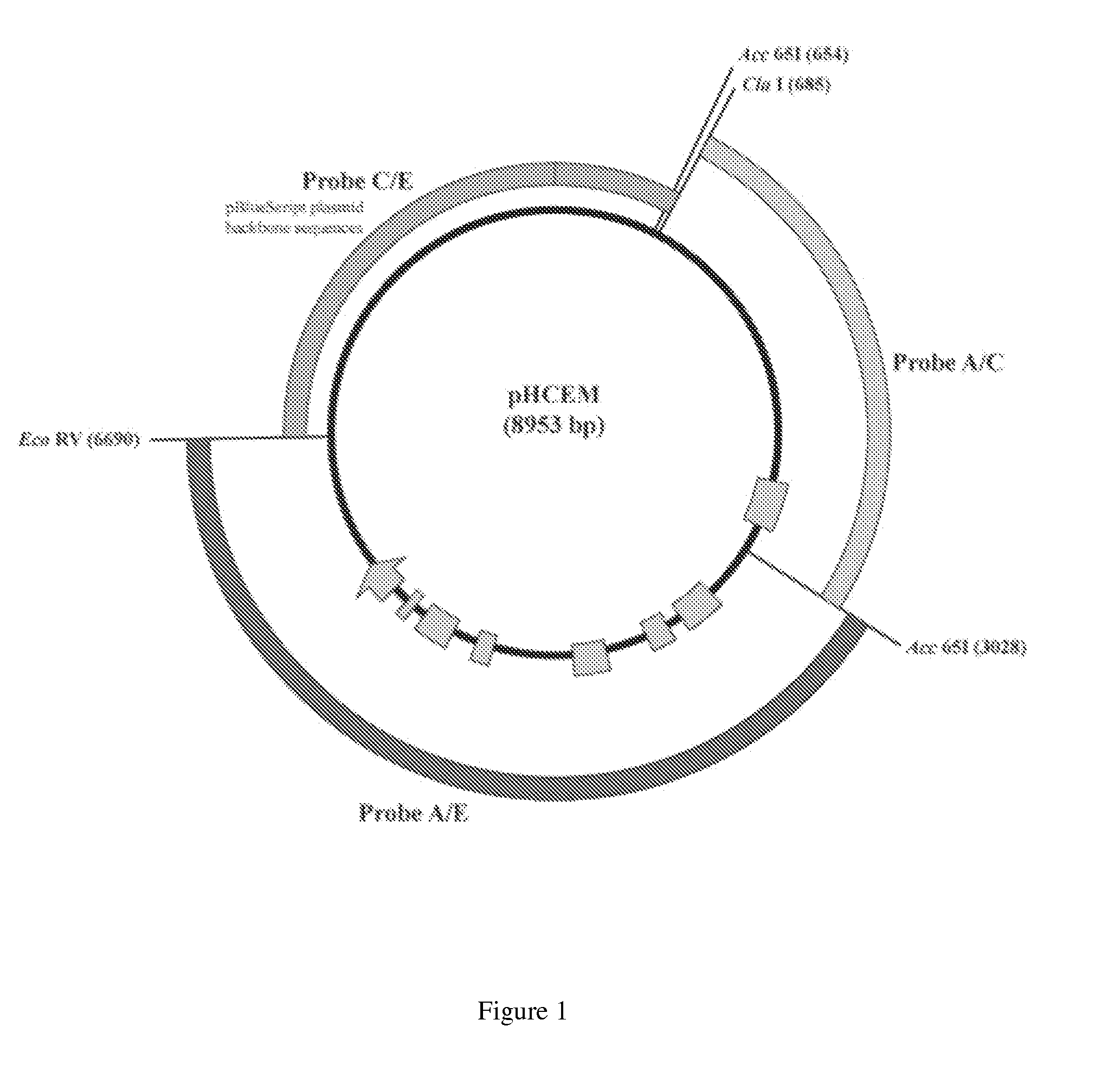 Maize event HCEM485, compositions and methods for detecting and use thereof
