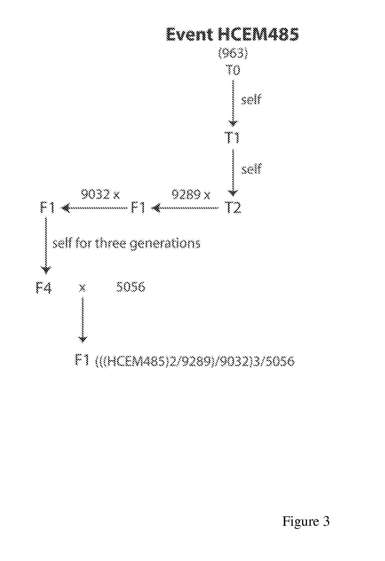 Maize event HCEM485, compositions and methods for detecting and use thereof