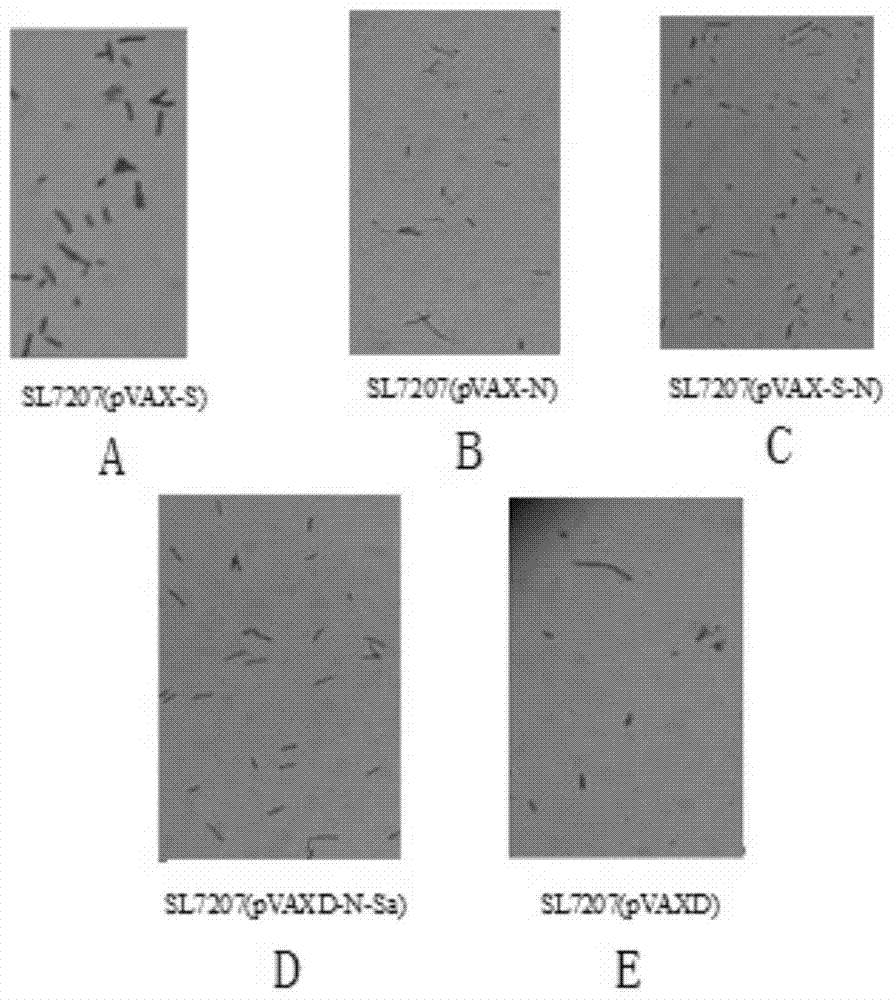 Recombinant salmonella SL7207 (pVAXD-N-Sa)