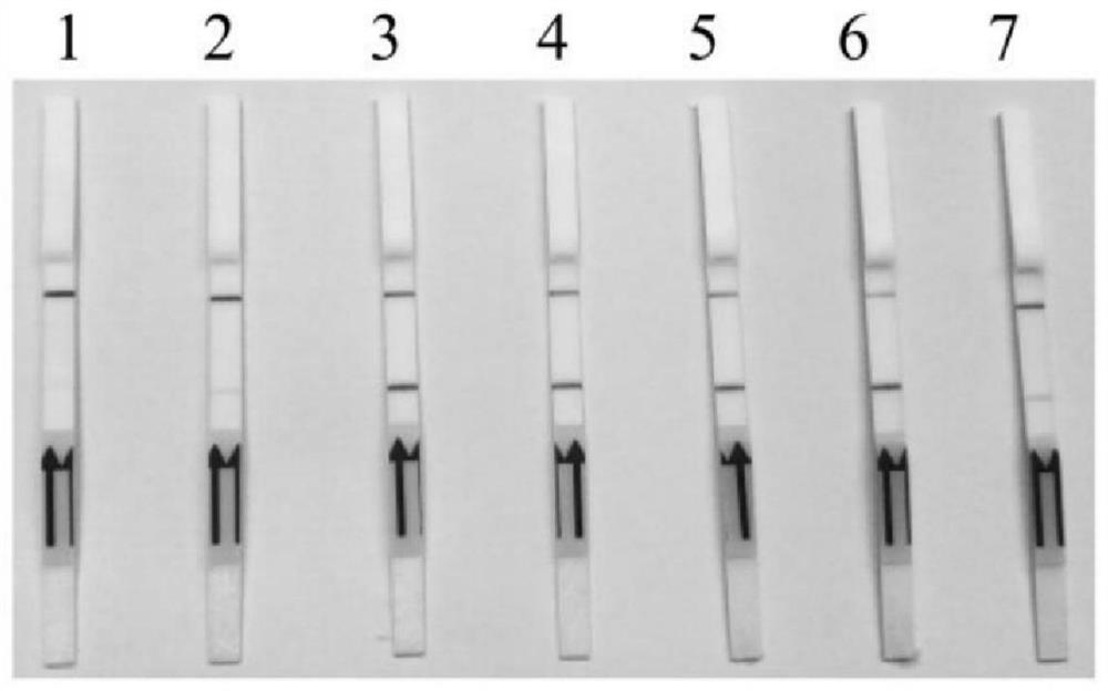 A kind of molecular detection method of Babesia vole rpa