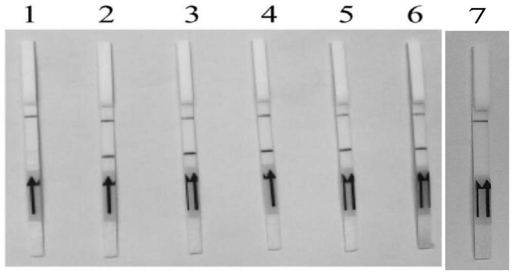 A kind of molecular detection method of Babesia vole rpa