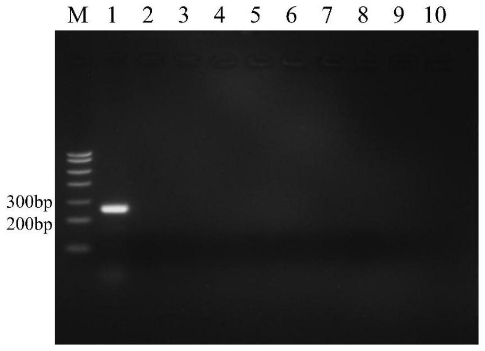 A kind of molecular detection method of Babesia vole rpa