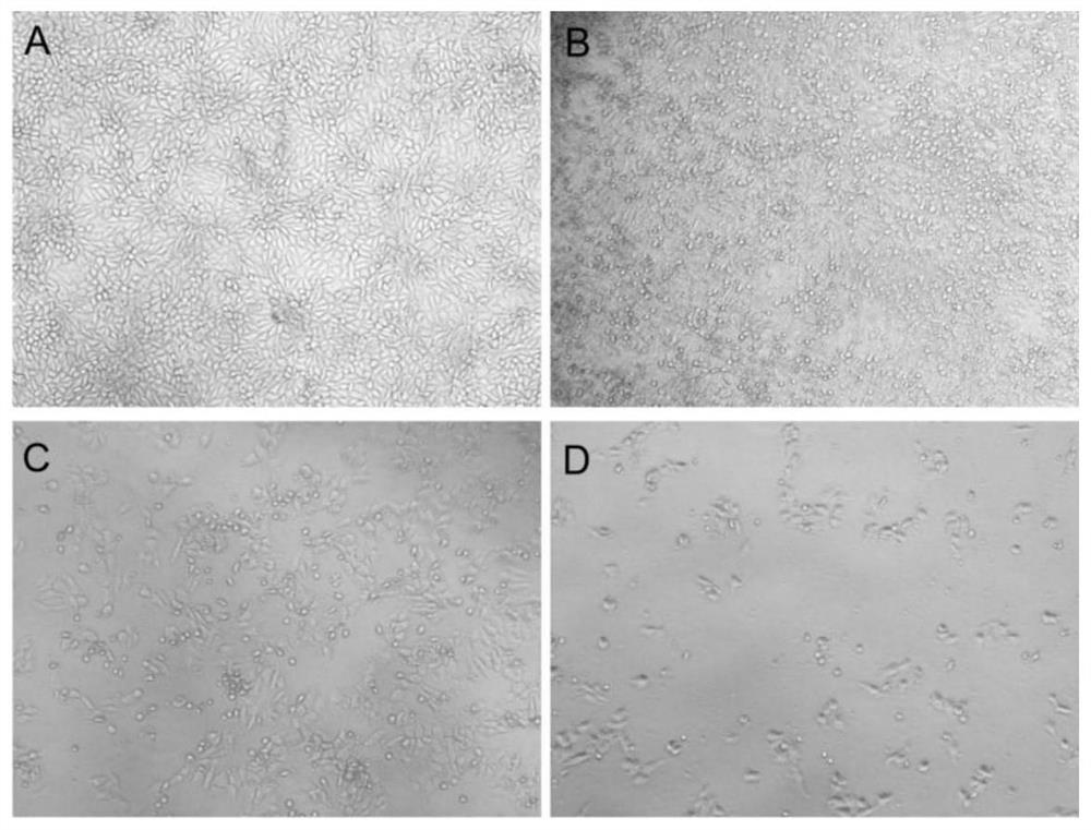 Synchronous activation of transcriptional activity of multiple porcine endogenous stem cell factors using tandem sgRNAs