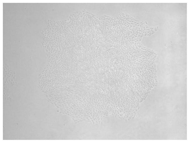 Synchronous activation of transcriptional activity of multiple porcine endogenous stem cell factors using tandem sgRNAs