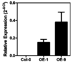 Tea tree hexose transporter gene CsSWETE17 and application thereof in regulating and controlling plant vegetative growth and seed size