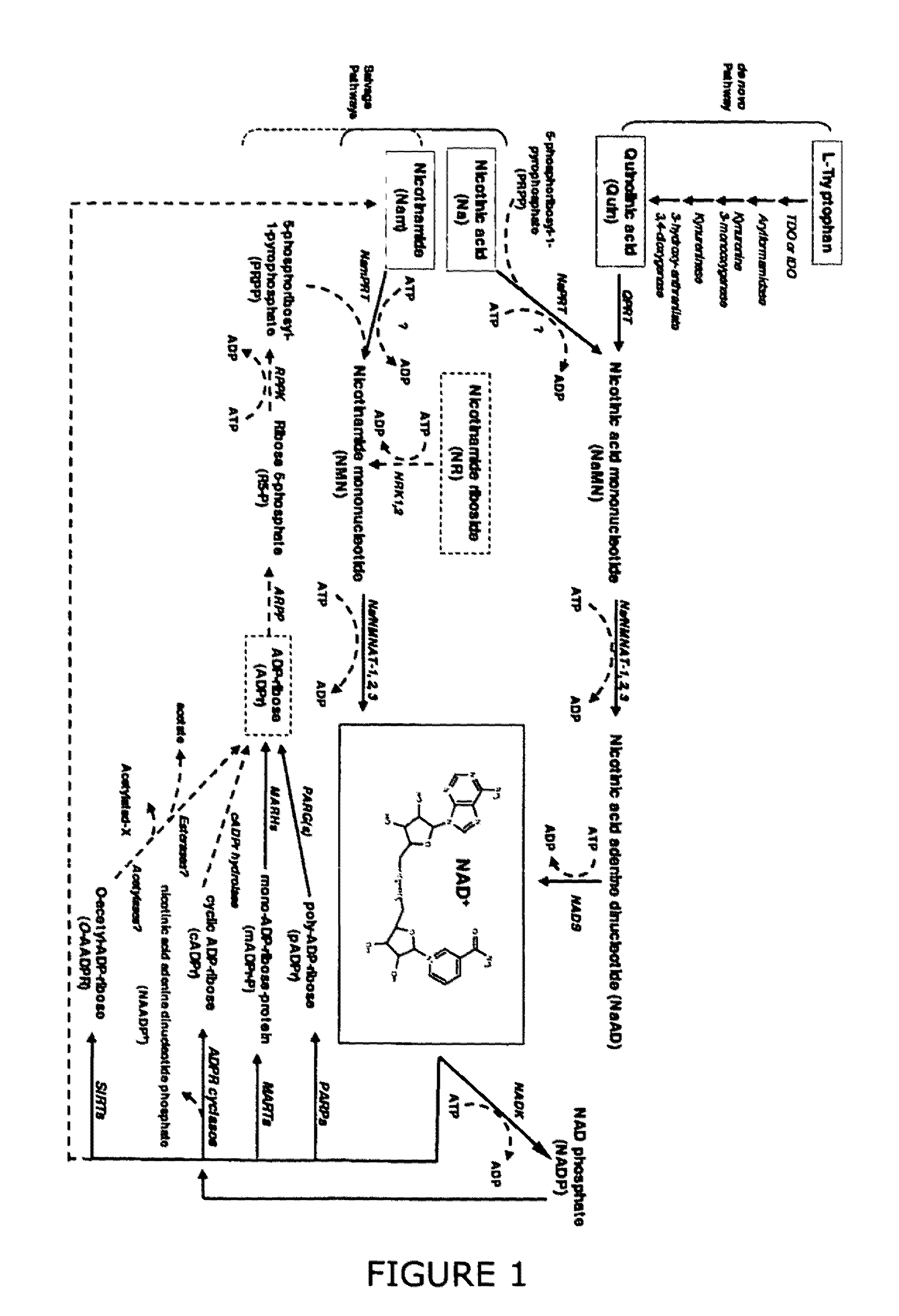 Nmn modulators for the treatment of neurodegenerative disorders