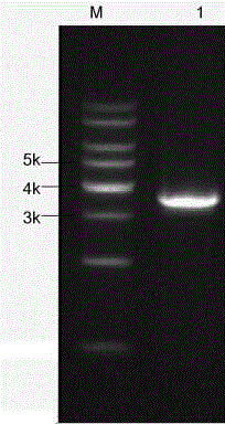 Bt protein Cry1Hc1 and coding gene and application thereof