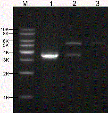 Bt protein Cry1Hc1 and coding gene and application thereof