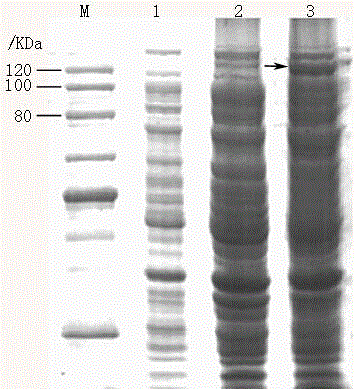 Bt protein Cry1Hc1 and coding gene and application thereof