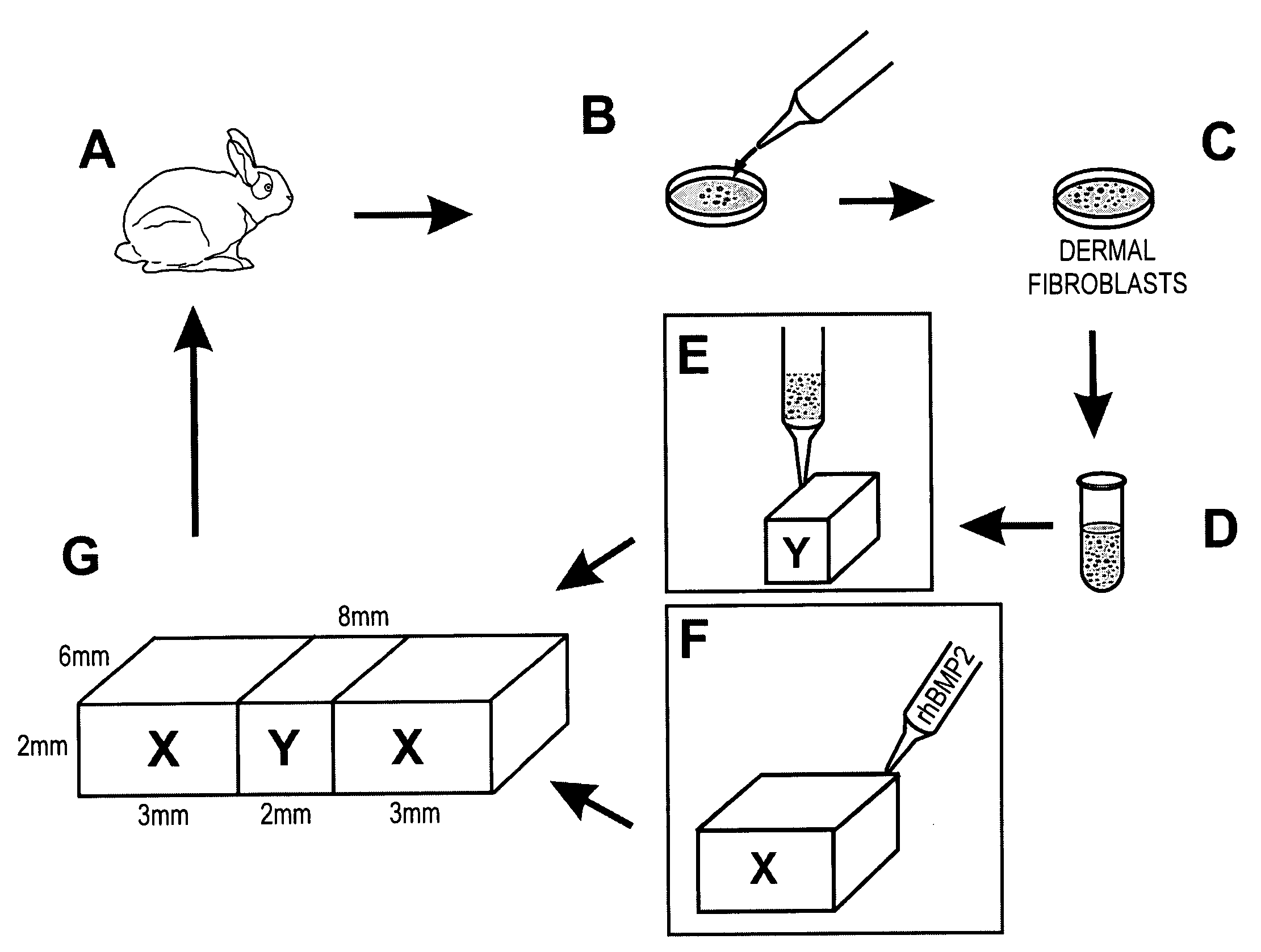 In vivo synthesis of connective tissues