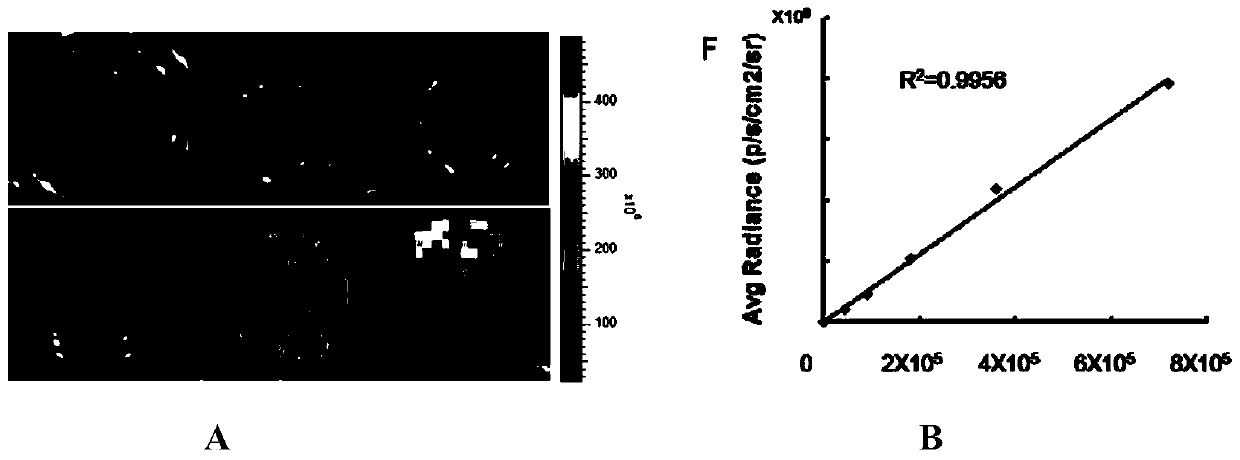 Mesenchymal stem cells with in vivo tracer and tumor treatment effects and preparation method thereof