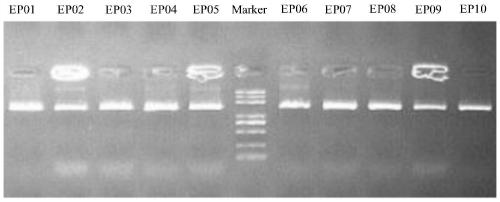 Eclipta prostrate endophytic bacteria, eclipta prostrate composition and application of eclipta prostrate endophytic bacteria and eclipta prostrate composition