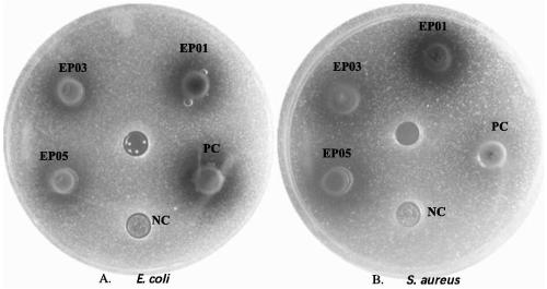 Eclipta prostrate endophytic bacteria, eclipta prostrate composition and application of eclipta prostrate endophytic bacteria and eclipta prostrate composition