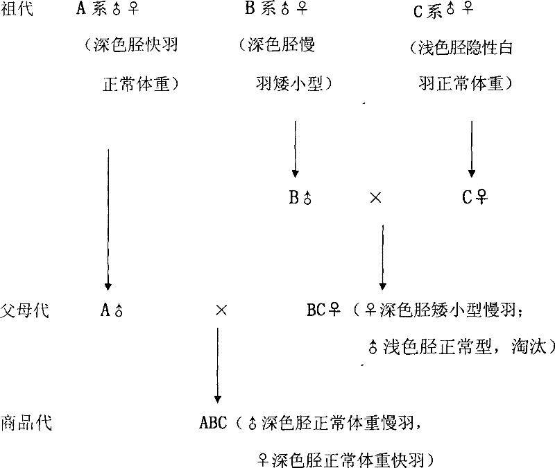 Breeding method of dwarf broiler chicken with deep-color leg