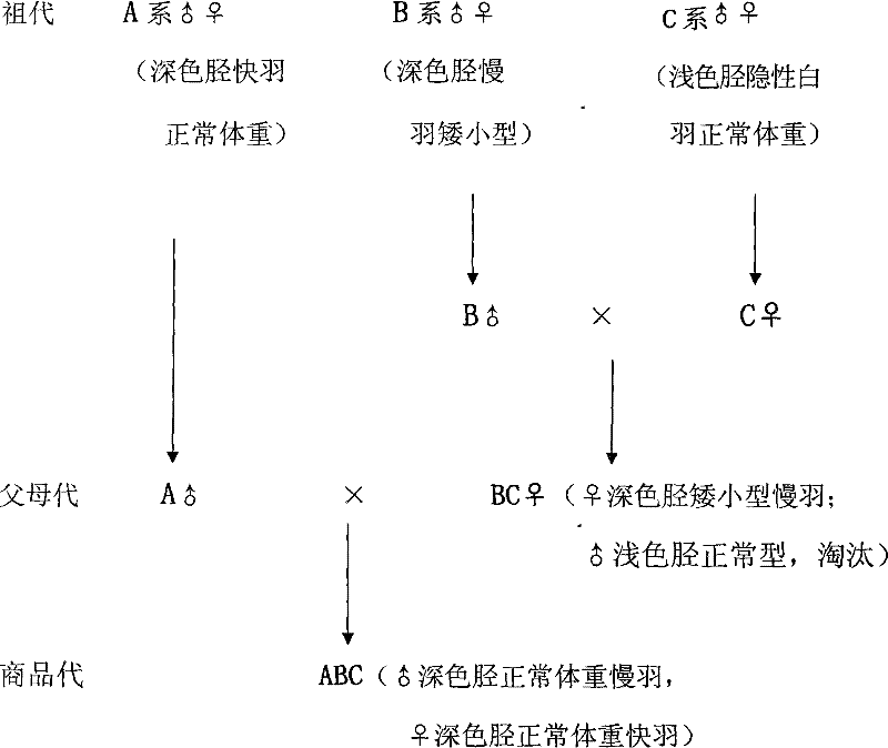 Breeding method of dwarf broiler chicken with deep-color leg