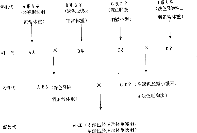 Breeding method of dwarf broiler chicken with deep-color leg