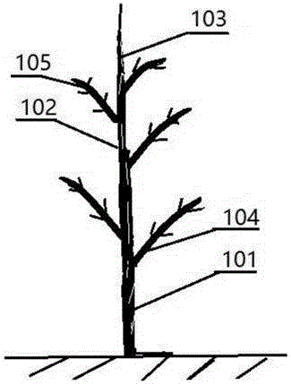Three-dimensional and ecological persimmon-rice planting method