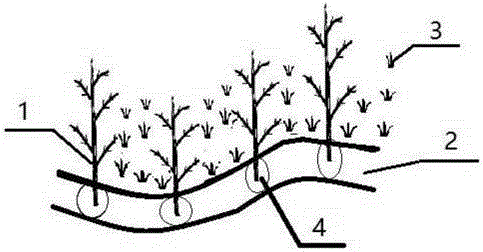 Three-dimensional and ecological persimmon-rice planting method