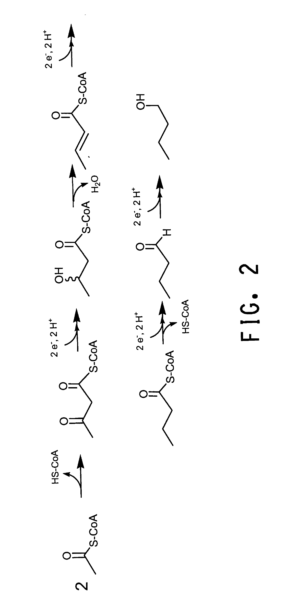 Yeast with increased butanol tolerance involving cell wall integrity pathway