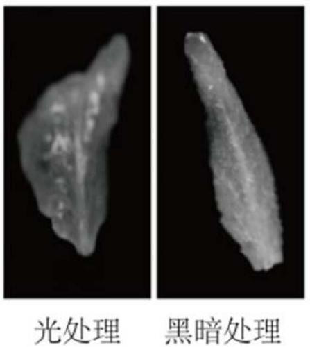 Black and ageing specific inducing promoter, engineering vector and application