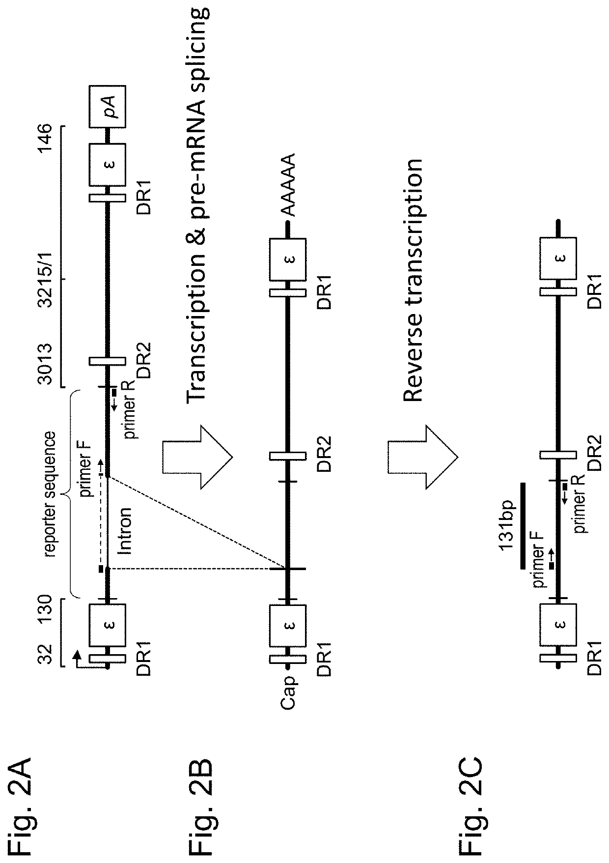 Composition for treating hepatitis b, and method for evaluating replication activity of hepatitis b virus