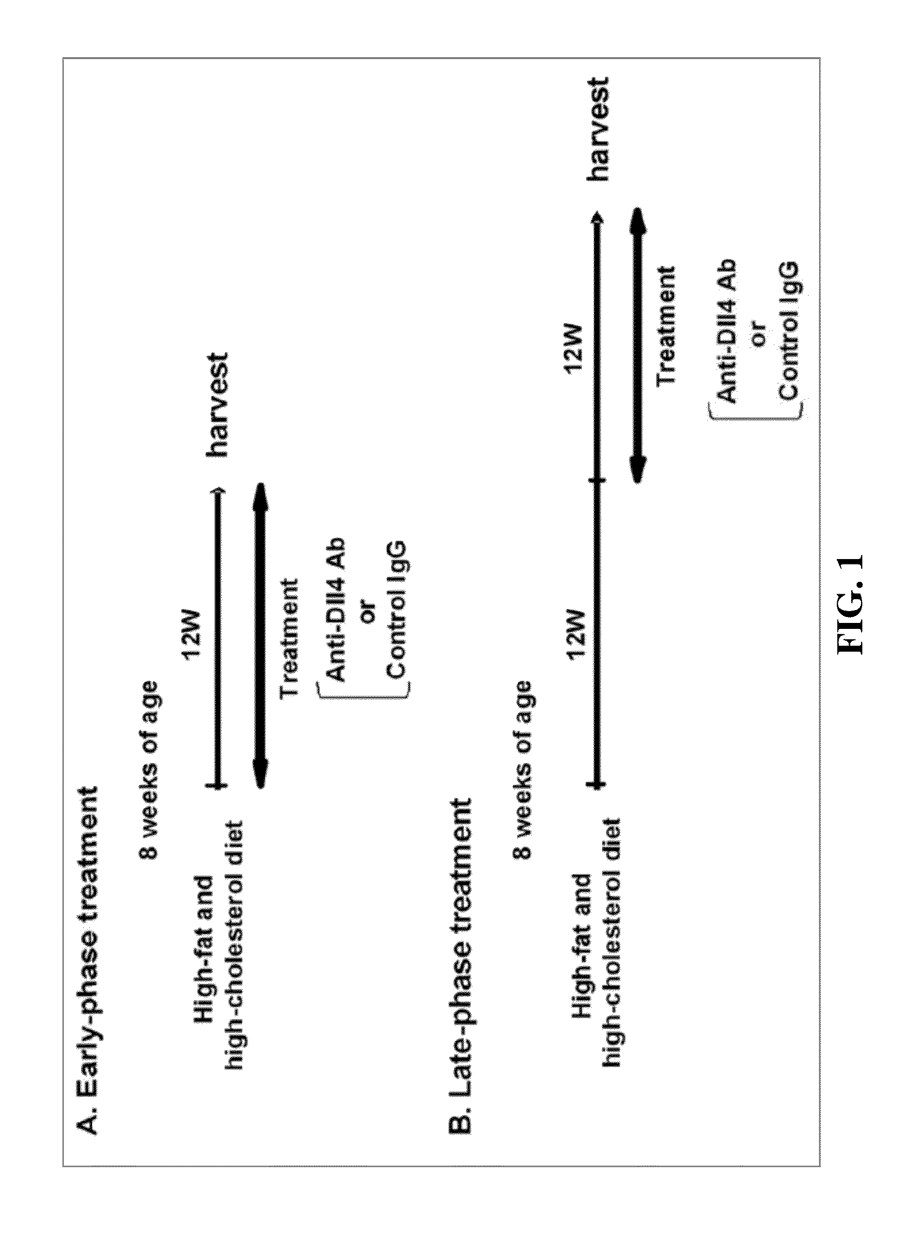 NOTCH inhibition in the treatment and prevention of a metabolic disease or disorder and cardiovascular complications thereof