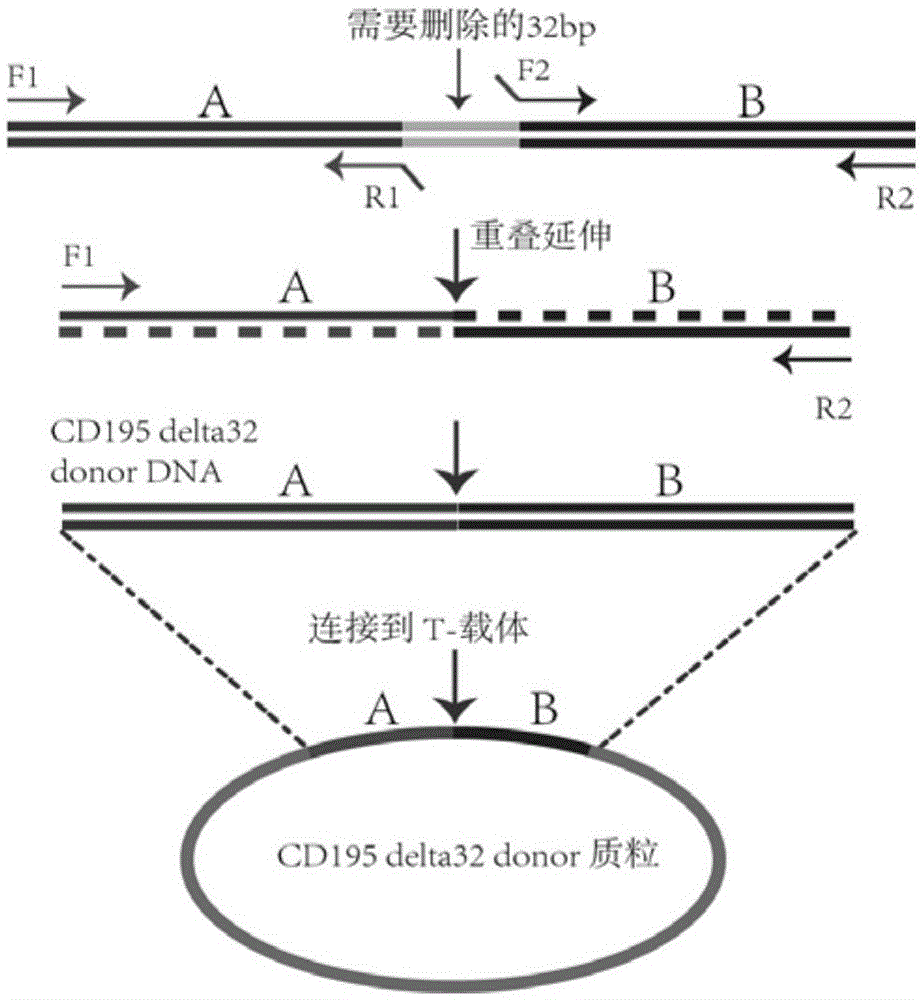 Method for precisely editing genome DNA sequence