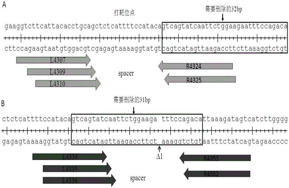 Method for precisely editing genome DNA sequence
