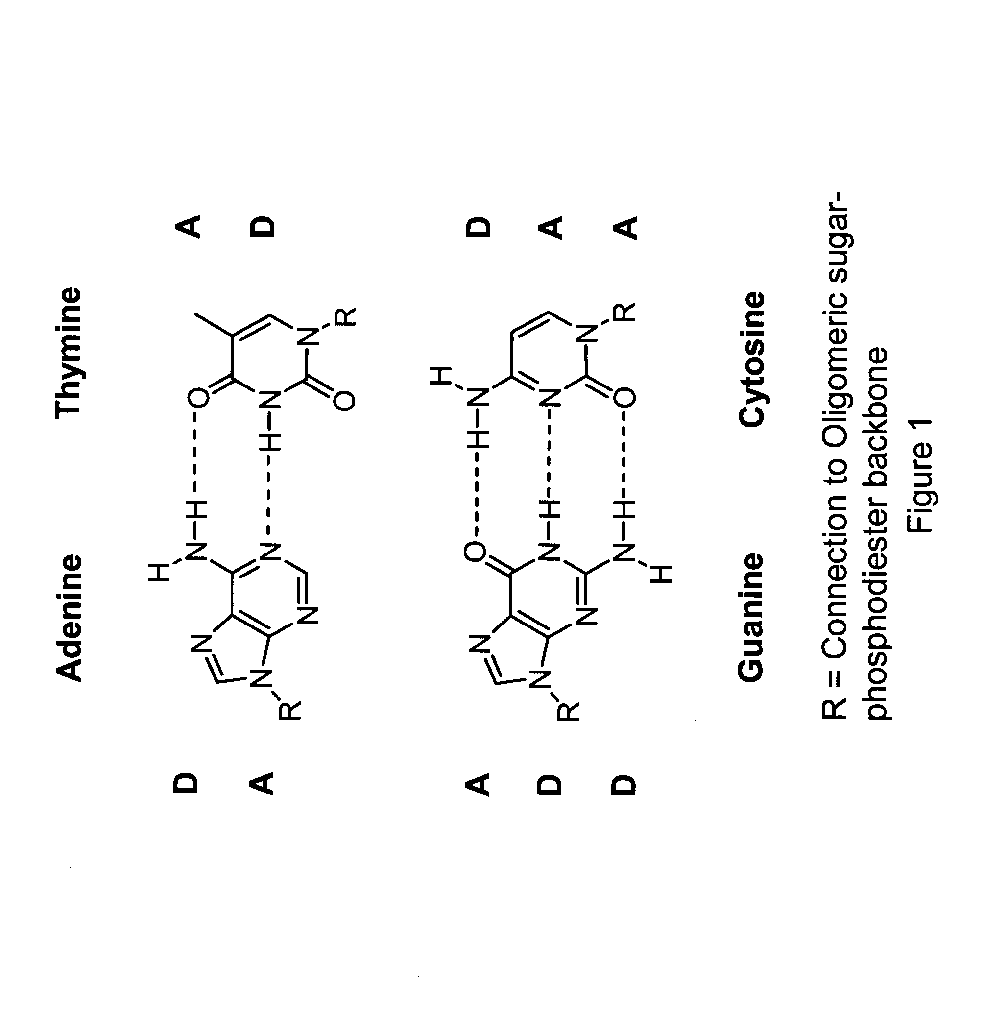 Preparation of supramolecular polymers containing sequence-selective hydrogen bonding subunits in their backbone which form double helices