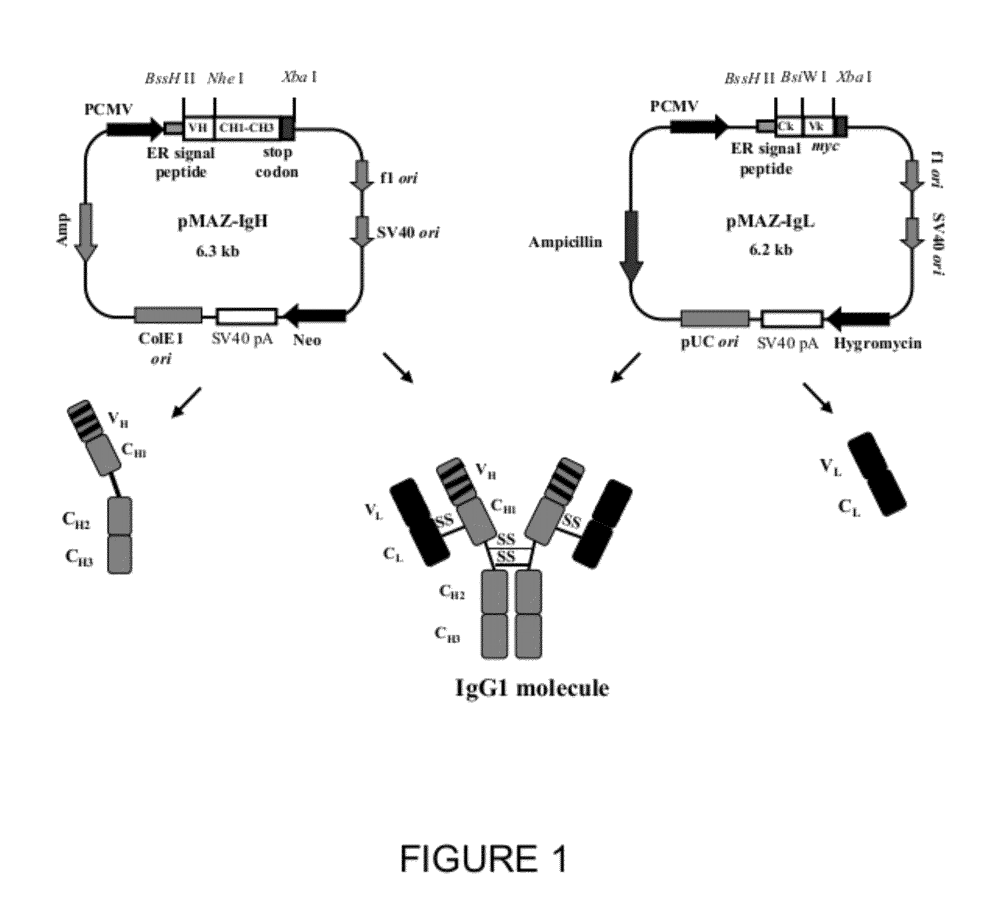 Recombinant fusion protein and polynucleotide construct for immunotoxin production