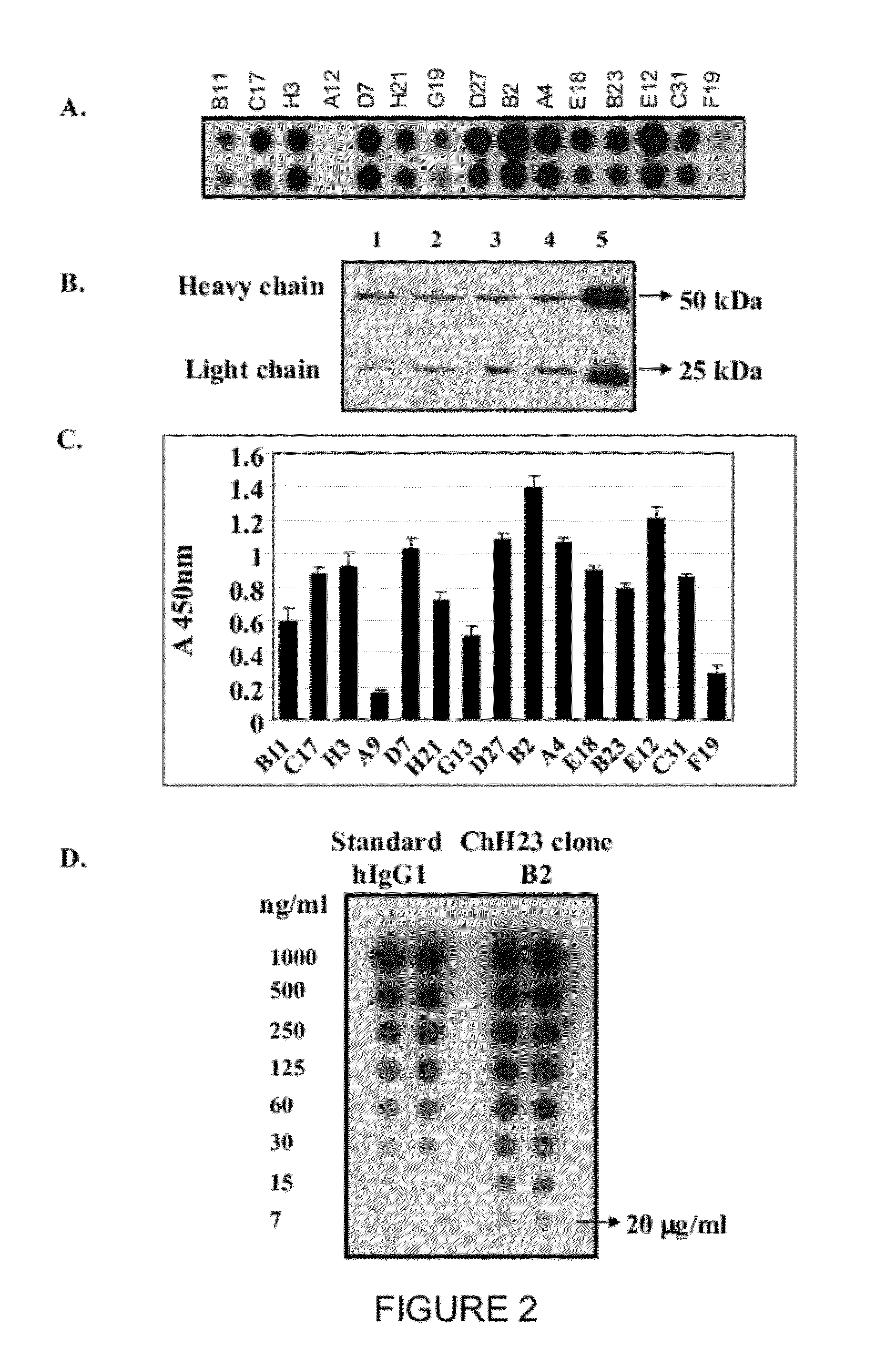 Recombinant fusion protein and polynucleotide construct for immunotoxin production