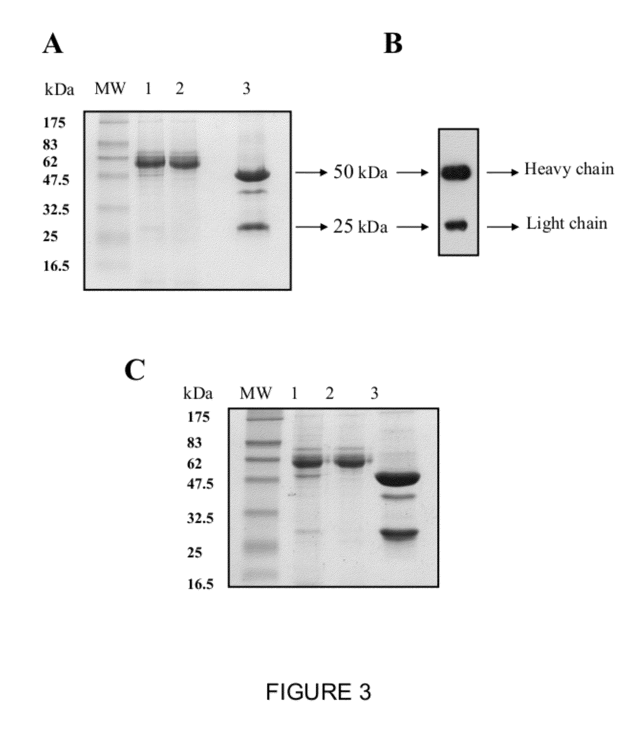 Recombinant fusion protein and polynucleotide construct for immunotoxin production