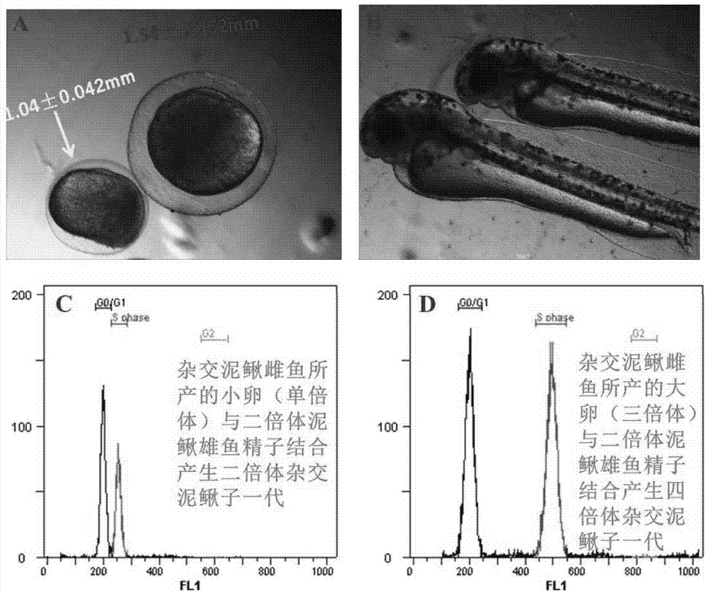 Method for obtaining high-proportion female loaches through interspecies cross