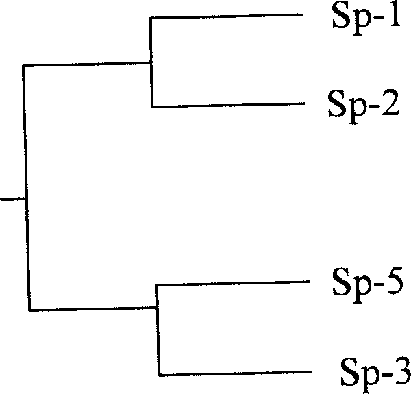 Method of discriminating good and bad production of spirurina strain