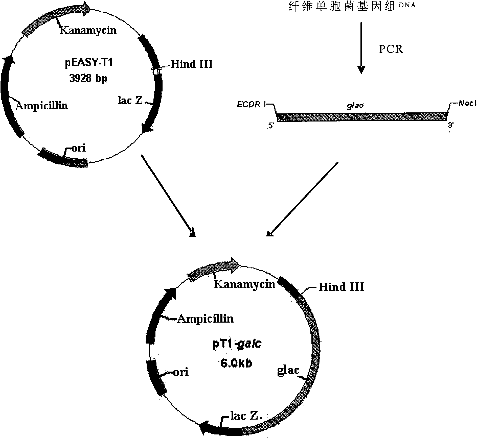 Coding beta-galactosidase gene and expression and application thereof