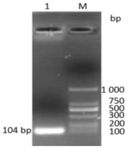 Creation of sheep-derived pasteurella multocida fluorescent quantitative PCR (polymerase chain reaction) standard curves