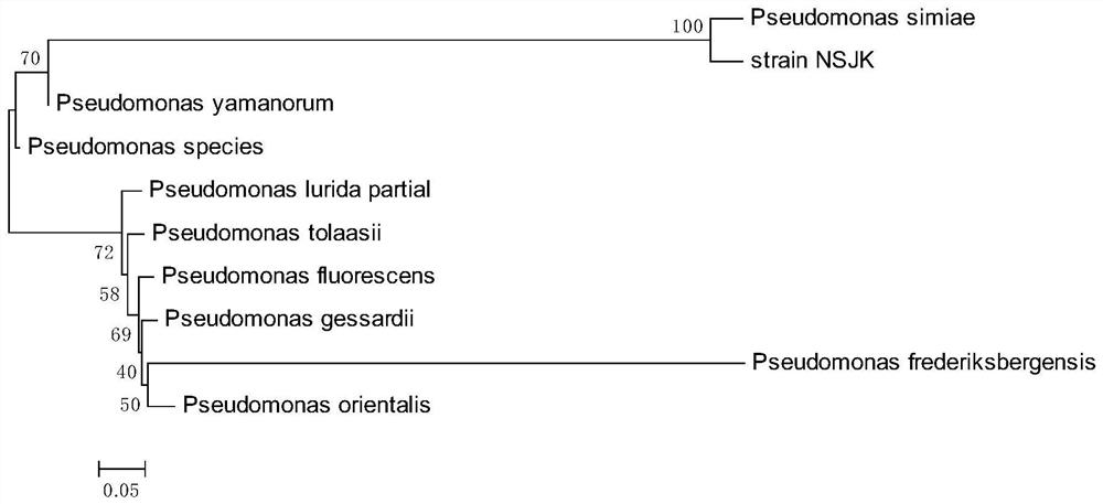 A strain of Pseudomonas monkeys for preventing and controlling Dactylodes and its fermentation broth and application