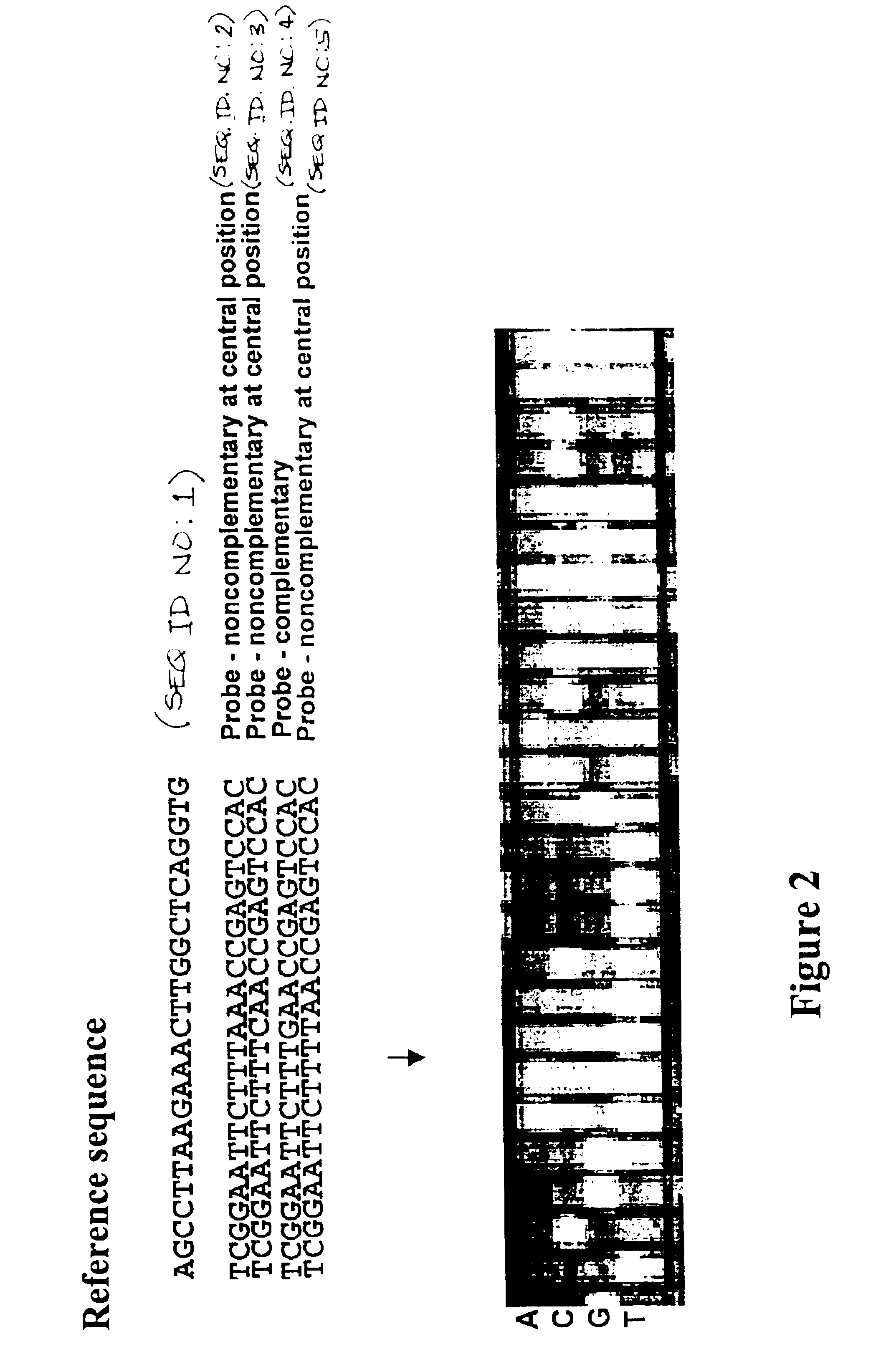 Methods for identifying the evolutionarily conserved sequences