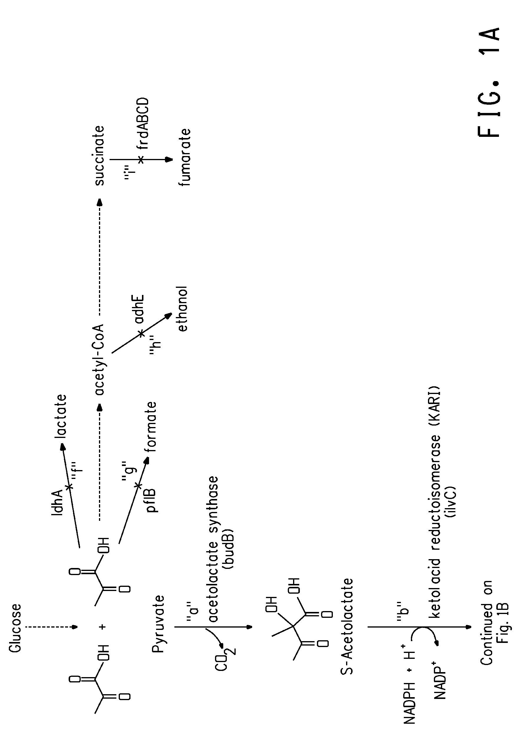 Deletion mutants for the production of isobutanol