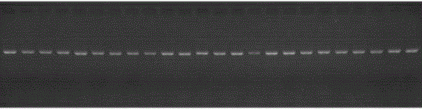 Cucumber CsMADSi gene overexpression vector and an application thereof