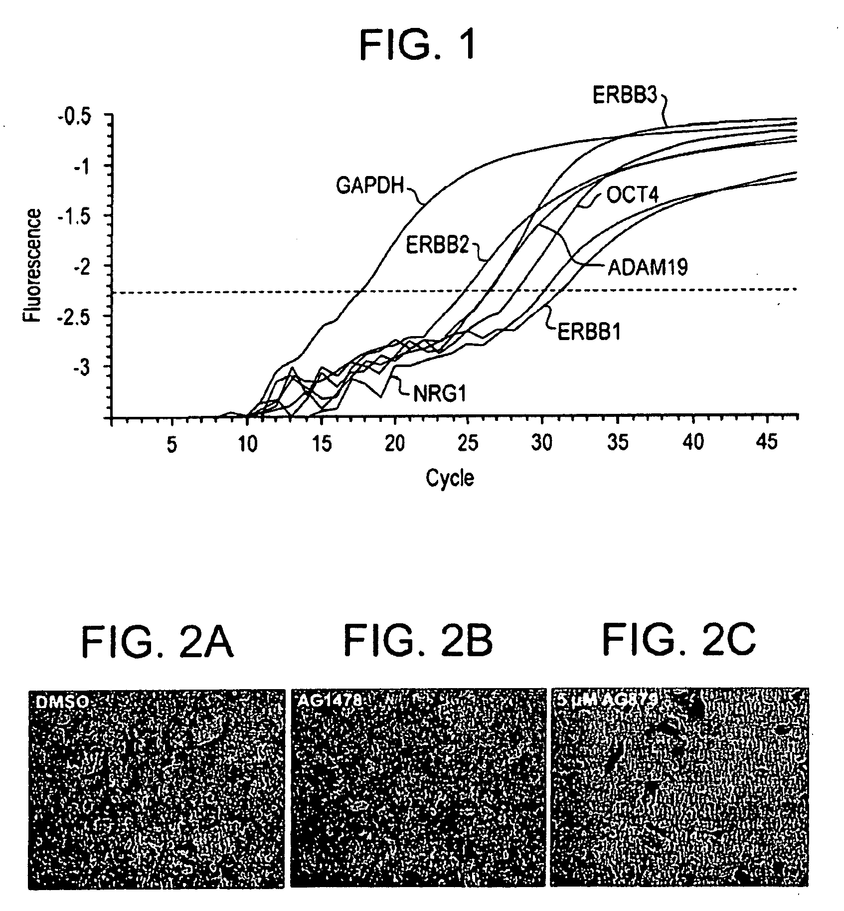 Stem Cell Aggregate Suspension Compositions and Methods of Differentiation Thereof
